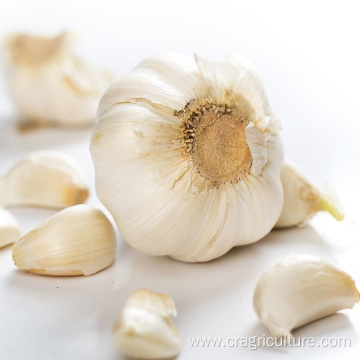 Sell Fresh Vegetable Garlic Bulk Price